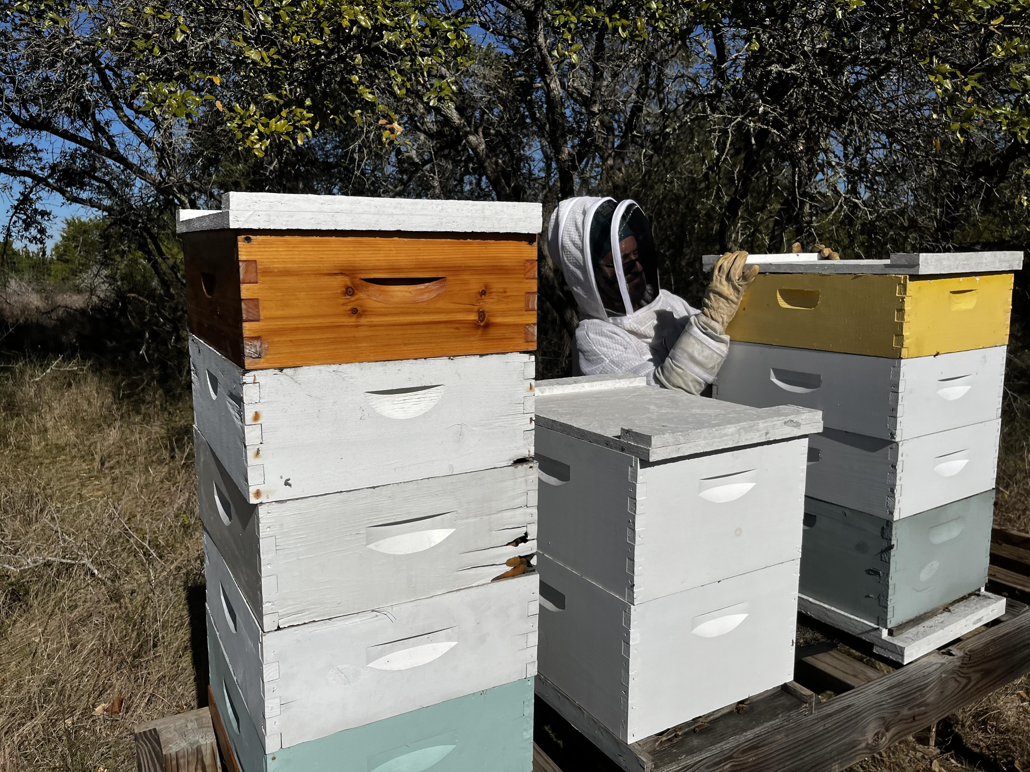 Working some honey bee hives