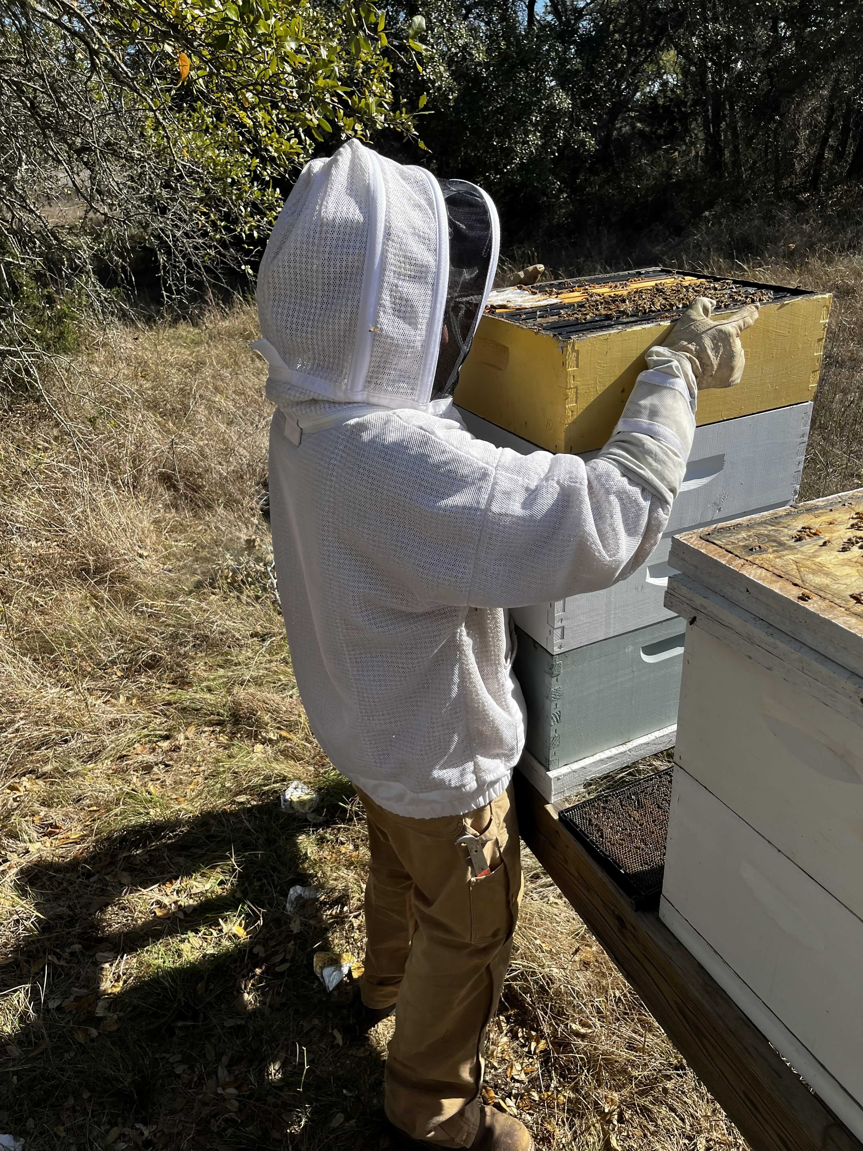 Collin working some honey bee hives