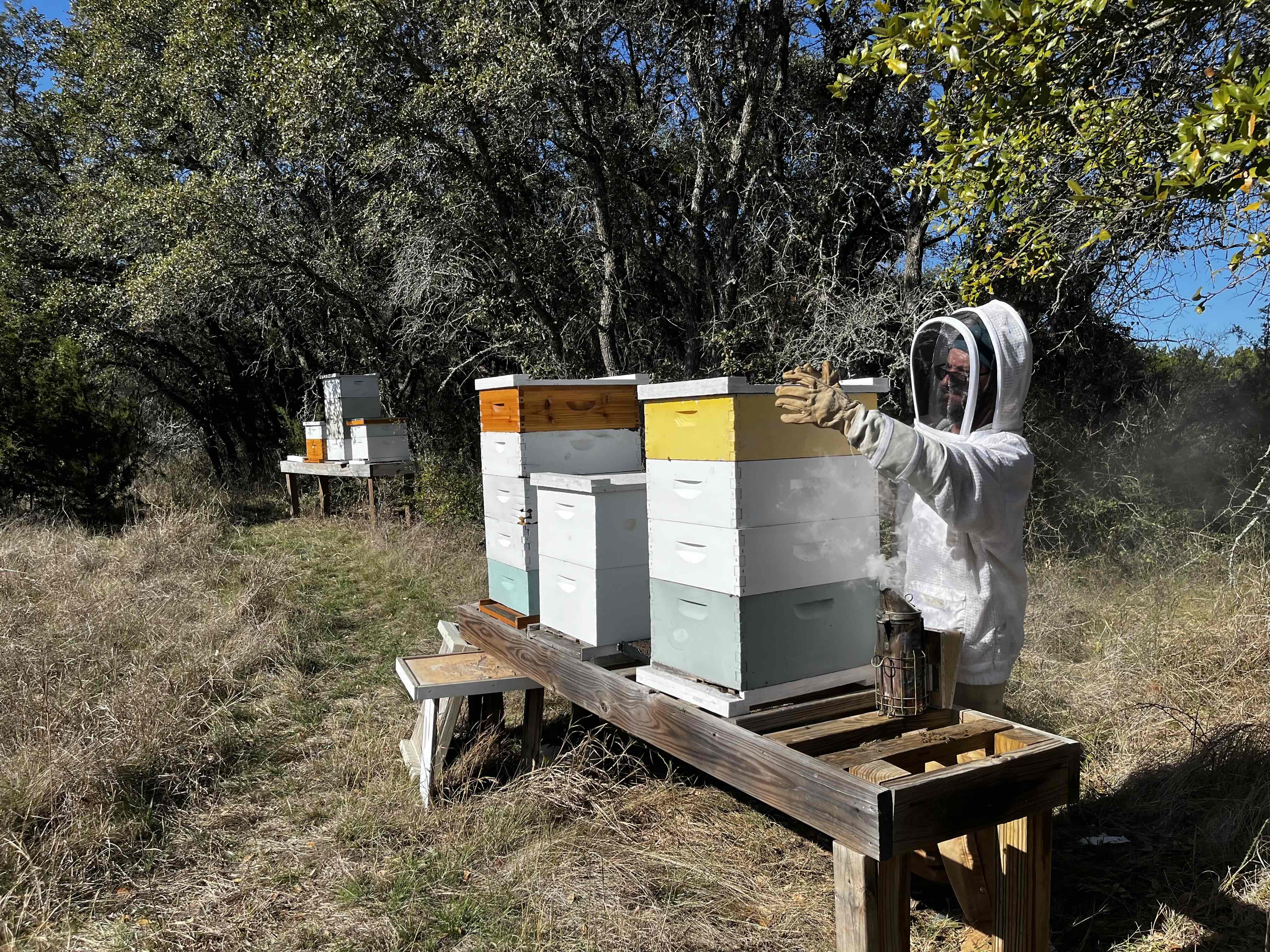 Collin working some honey bee hives